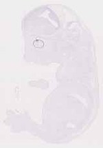 EMAGE:12418