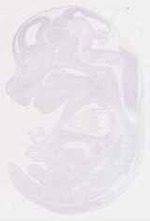 EMAGE:12418