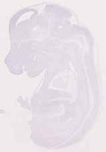 EMAGE:12418