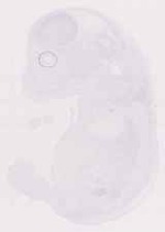 EMAGE:12418