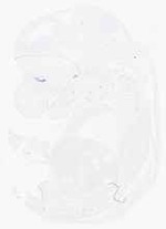 EMAGE:12427