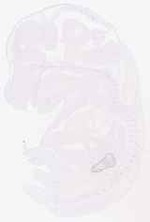 EMAGE:12508