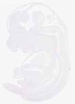 EMAGE:12515