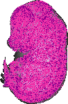 mouse atlas EMAGE spatial in situ gene expression database None