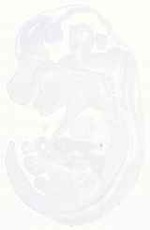 EMAGE:12535