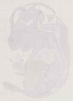 EMAGE:12536
