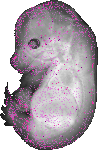 mouse atlas EMAGE spatial in situ gene expression database None