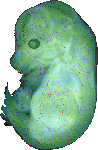 EMAGE:12570