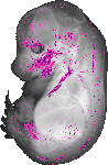 mouse atlas EMAGE spatial in situ gene expression database None