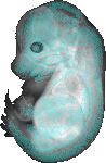 EMAGE:12580