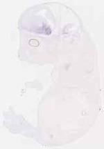 EMAGE:12583
