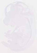EMAGE:12587