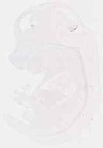 EMAGE:12588