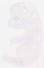 EMAGE:12591