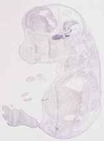 EMAGE:12617
