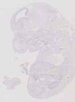 EMAGE:12648