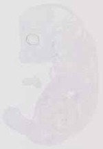 EMAGE:12648