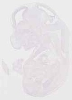 EMAGE:12672