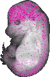 mouse atlas EMAGE spatial in situ gene expression database None