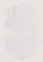 EMAGE:12734
