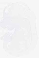 EMAGE:12735