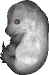 mouse atlas EMAGE spatial in situ gene expression database None