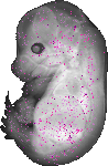 mouse atlas EMAGE spatial in situ gene expression database None