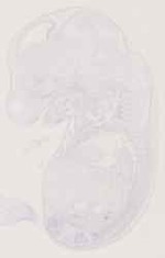 EMAGE:12759