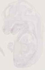 EMAGE:12759