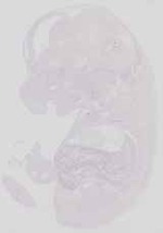 EMAGE:12779