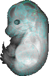 EMAGE:12781