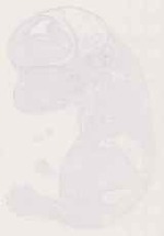 EMAGE:12814