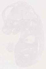EMAGE:12814