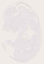 EMAGE:12814