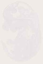 EMAGE:12814