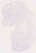 EMAGE:12814