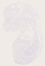EMAGE:12814