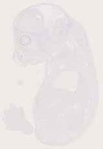 EMAGE:12814