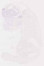 EMAGE:12818