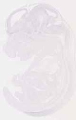 EMAGE:12818