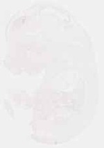 EMAGE:12819