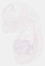 EMAGE:12819
