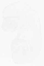 EMAGE:12819