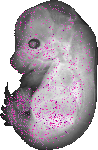 mouse atlas EMAGE spatial in situ gene expression database None