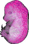 mouse atlas EMAGE spatial in situ gene expression database None