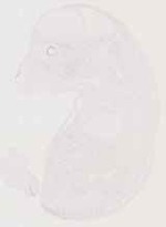 EMAGE:12866