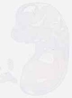 EMAGE:12872