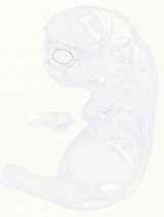 EMAGE:12876