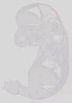 EMAGE:12904