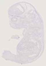 EMAGE:12944